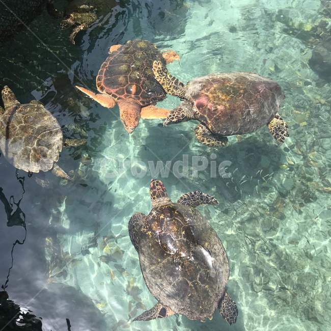 동물,거북이,여름,여름바다,에메랄드바다,동물,animal,파충류,양서류,reptile,amphibian