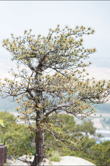 소나무,송진,봄,맑음,초록,식물,자연,plants,nature,나무,trees,wood