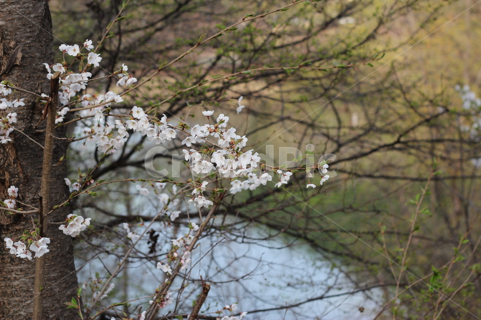 벚꽃,사랑,풍경,사쿠라,봄,봄,계절,spring,season,plant,식물,flower,꽃,blossom