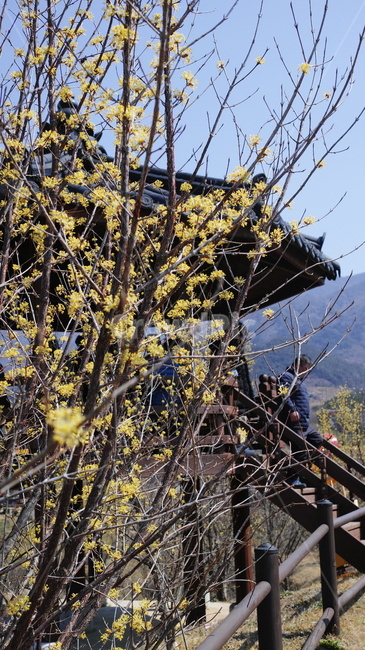 산수유,꽃,노랑,정자,자연,식물,자연,plants,nature,꽃,flower