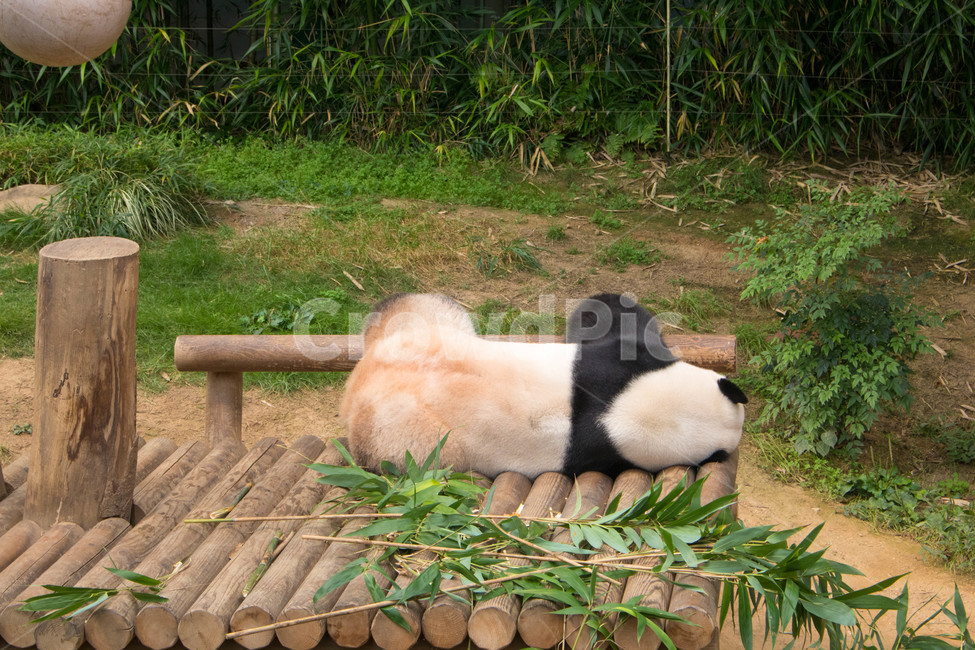 판다,러바오,아이바오,동물원,에버랜드,낮잠,자이언트판다,동물,동물,animal,포유류,mammal