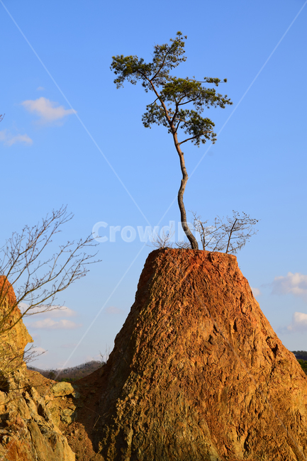 소나무,푸른하늘,파란하늘,구름,나무,pine,bluesky,sky,clouds,tree