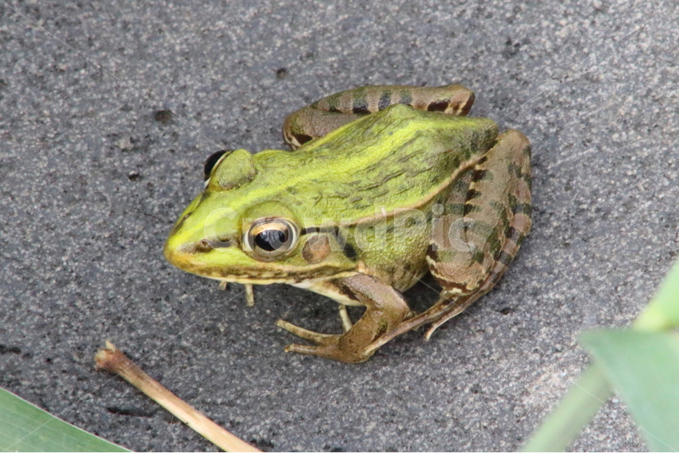 개구리,양서류,토종개구리,동물,frog,동물,animal,파충류,양서류,reptile,amphibian