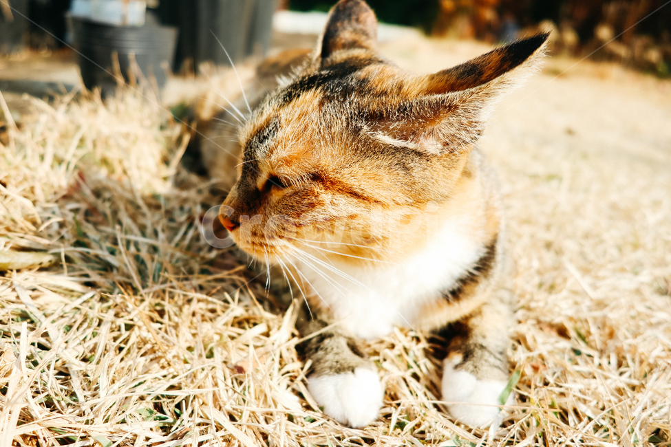 고양이,길고양이,길냥이,cat,냥이,동물,냥냥펀치,동물,animal,포유류,mammal,고양이,cat,kitten,kitty