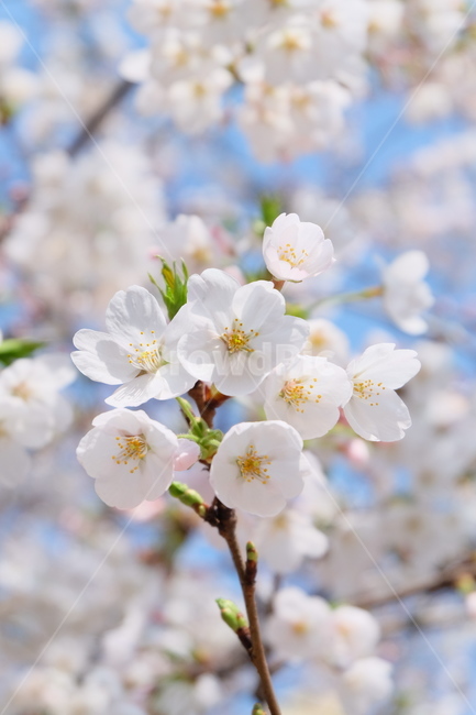 봄,벚꽃,꽃,식물,flower