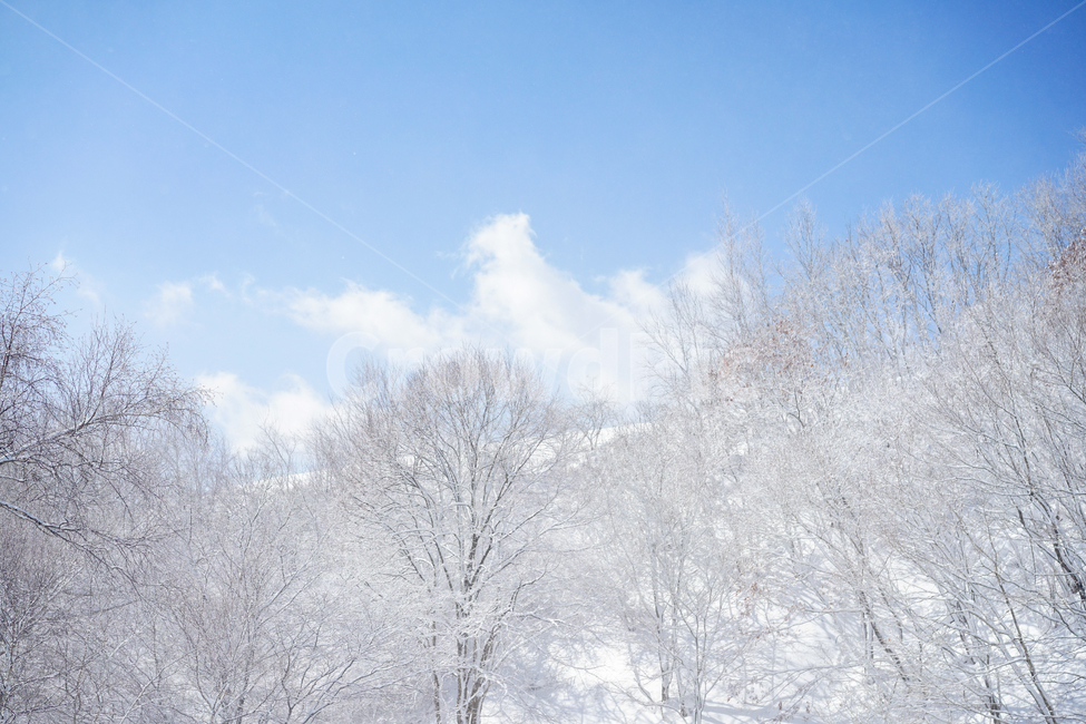 대관령,설경,나무,하늘,평창,겨울,계절,winter,season,자연,풍경,nature,landscape,outdoors,옥외