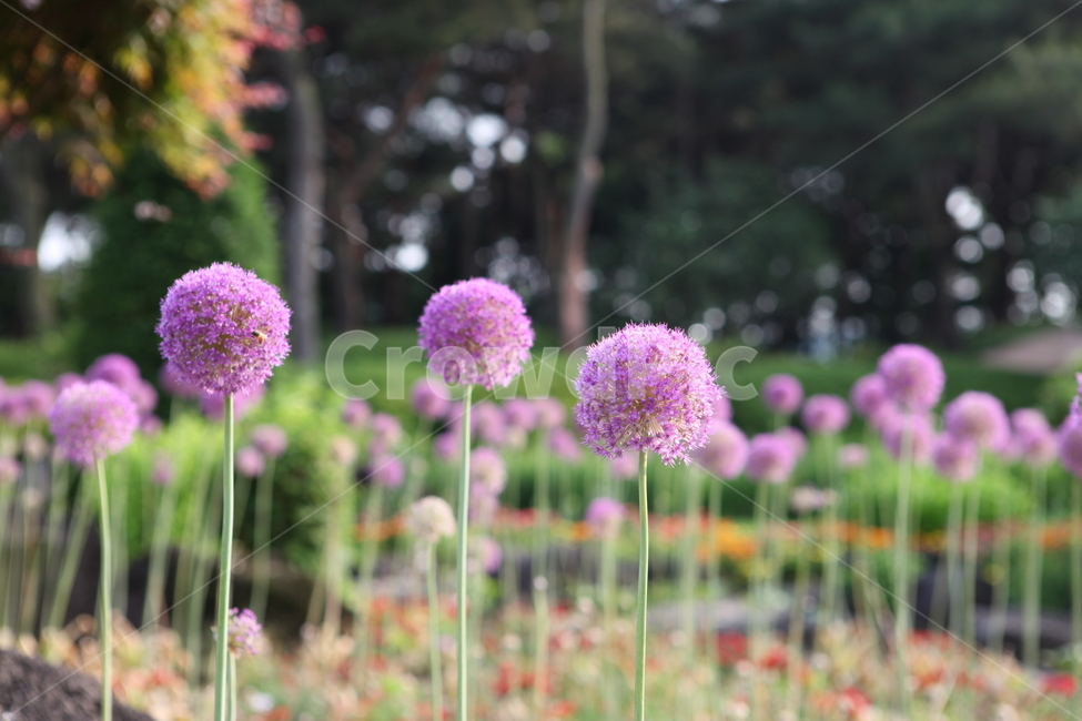 식물,꽃,수목원,아름다움,여름,식물,자연,plants,nature,꽃,flower
