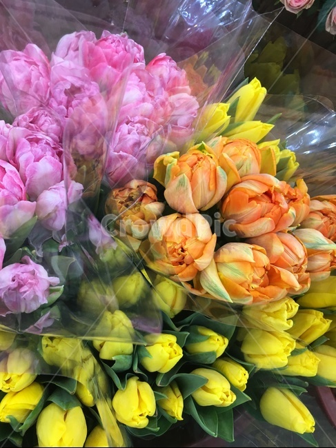 plant,flowerarrangement,꽃,flowerbouquet,식물,flower,blossom,꽃꽂이,꽃부케,flowermarket,꽃,flower