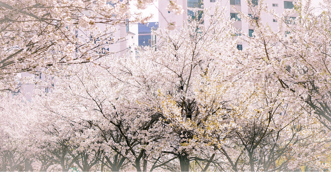 벚꽃,하늘,봄,꽃망울,자연,핑크,벚꽃길,cherryblossom,sky,spring,nature,pink,봄,계절,spring,season,자연,풍경,nature,landscape,plant,식물