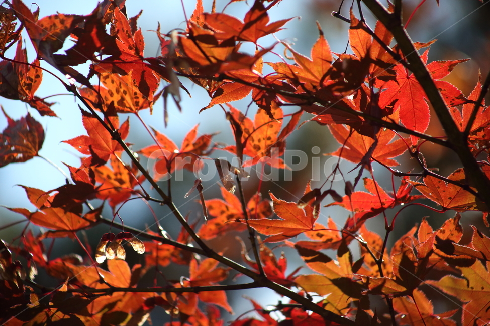 단풍,단풍나무,엽록소,가을,redleaves,가을,계절,fall,autumn,season,leaf,잎,plant,식물,tree,나무,maple