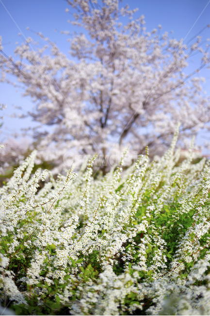 봄,봄꽃,벚꽃,봄날,spring,식물,봄,계절,spring,season,식물,자연,plants,nature,꽃,flower,plant,blossom