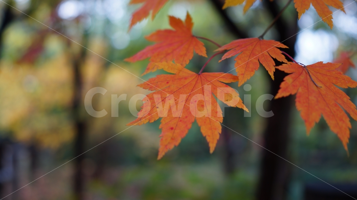단풍,가을,낙엽,공원,잎,단풍잎,계절,풍경,야외,주황색,가을,계절,fall,autumn,season,식물,자연,plants,nature,leaf,plant,tree,나무