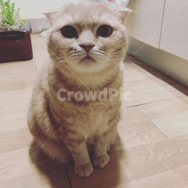 고양이,스코티쉬폴드,크림색,장화신은고양이,애묘,동물,animal,포유류,mammal,고양이,cat,kitten,kitty
