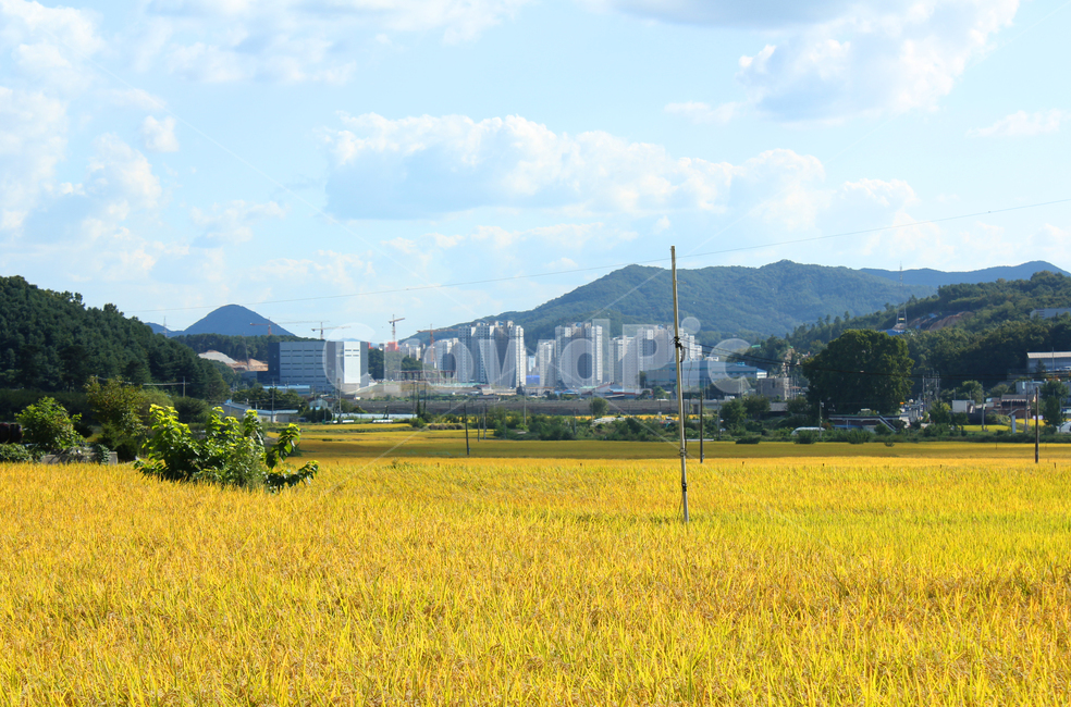 asia,autumn,blue,cloud,clouds,country,countryside,day,fall,farm,farming,field,food,gold,golden,goldenrice,goldenricefield,road,way,soilroad,sandroad,street,하늘,구름,파란하늘,시골,농촌,농사,벼농사,벼,쌀,쌀농사,금색,노란색,노란들판,grain,korea,황금색,황금들판,산,길,도로,시골길,산책로,흙길,전봇대,한국,아시아,가을,이천,경기도,land,landscape,mountain,natural,nature,organic,paddy,plant,rice,sky,sunny,village,yellow,스카이,파랑,블루,파란색,흰구름,뭉게구름,먼산,자연,풍경,논,농작물,들판,황금들녘