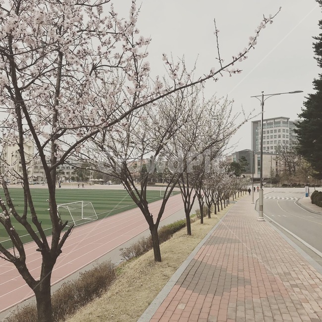 꽃,벚꽃,길,꽃길,학교