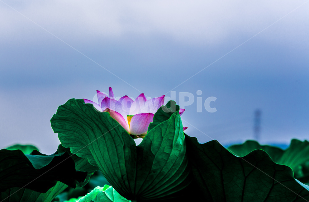 연꽃,연잎,문양,무늬,하늘,자연,식물,자연,plants,nature,꽃,flower