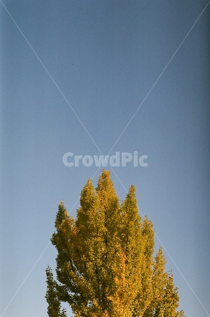 단풍,은행,가을,계절,하늘,계절감,감성,emotion,fall,autumn,나무,식물,자연,plants,nature,나무,trees,wood,감성,sensible,feeling