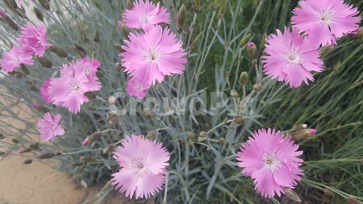 패랭이꽃,삐죽삐죽한,분홍,꽃,식물,자연,핑크,pink,석죽,석죽과,dianthuschinensis,flower