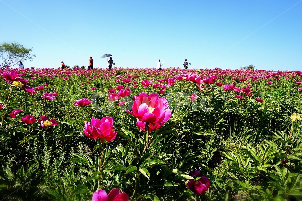 꽃,꽃밭,flower,bloom,flowerpicture,5월풍경,풍경,공원,park,may