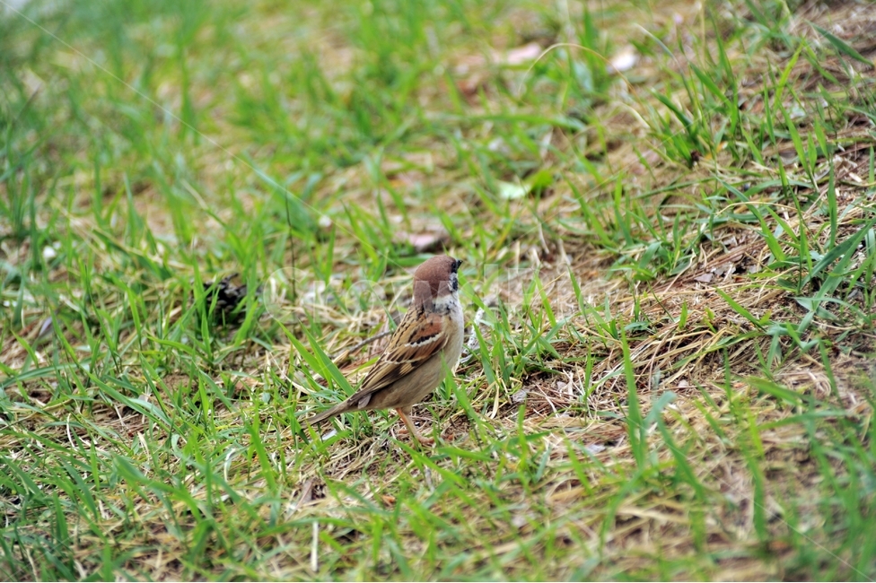 참새,새,텃새,passermontanus,조류,동물,animal,조류,새,birds