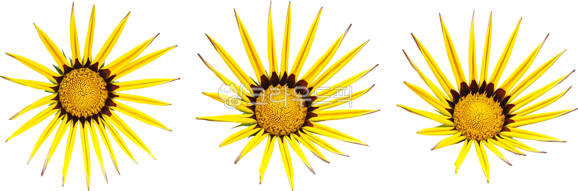 가자니아,gazania,꽃,flower,꽃잎,leaves,블로섬,노랑,bloom,yellow,식물,개화