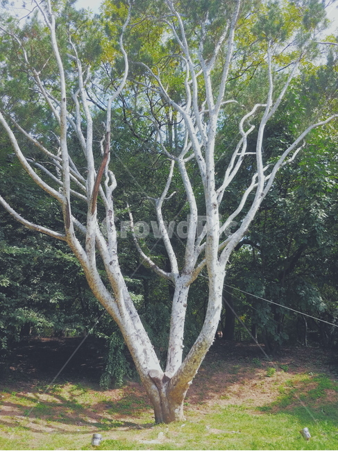 나무,tree,자연,풍경,nature,식물,자연,plants,nature,나무,trees,wood