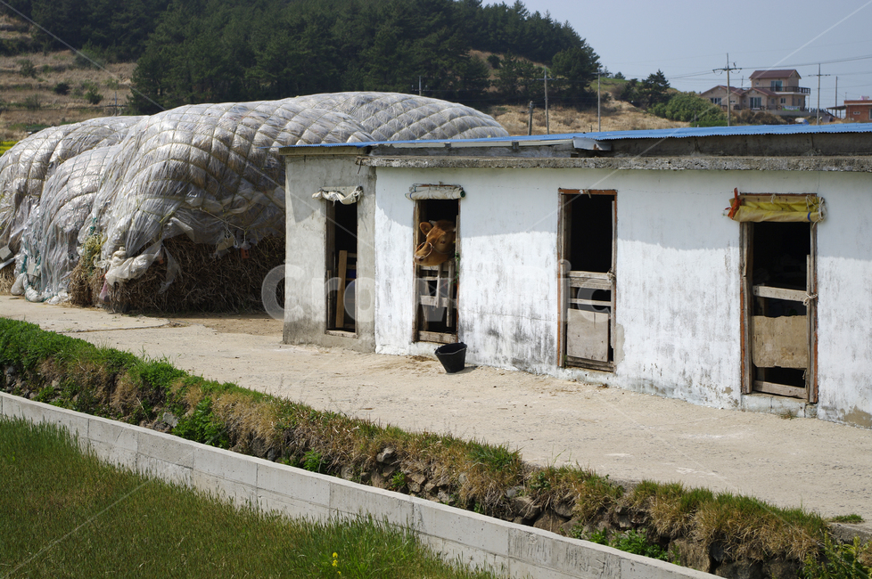 시골,한우,소,동물,우리,시골,마을,풍경,landscape,country,rural,town,산업,industry,industrial,목축업,목장,livestock farming,ranching,pasture