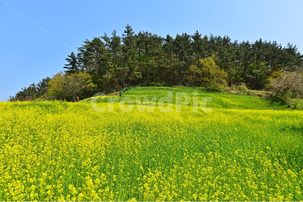 경남,남해,유채밭,유채꽃,봄,봄꽃,계절,field,들,grassland,outdoors,옥외,nature,자연,meadow,목초지