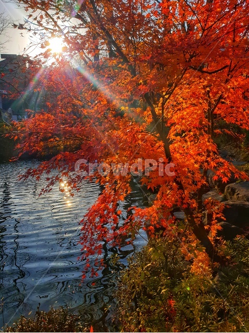 leaf,잎,plant,식물,tree,나무,maple,단풍,가을,계절,fall,autumn,season