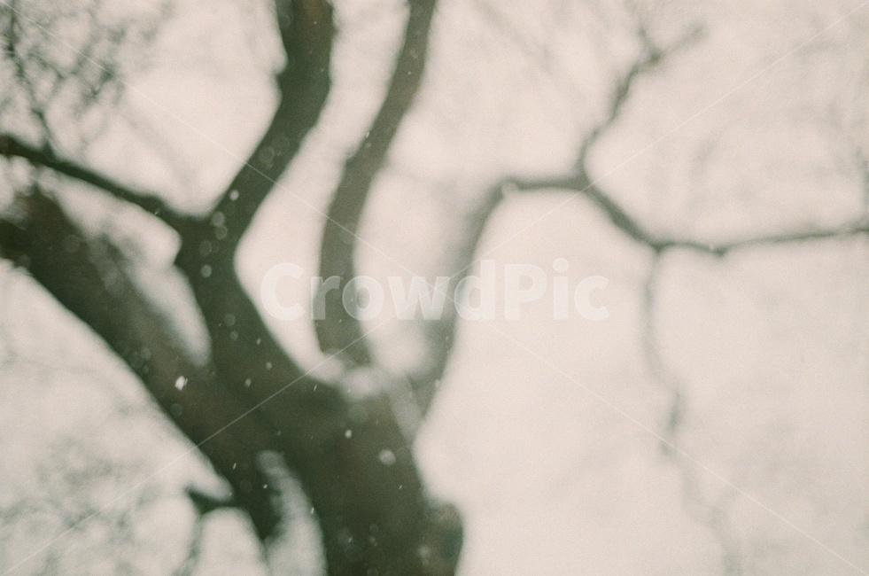 눈,겨울,나무,필름사진,포근한,풍경,자연,감성사진,snow,sensitive,winter,film,nature,겨울,계절,winter,season,자연,풍경,nature,landscape