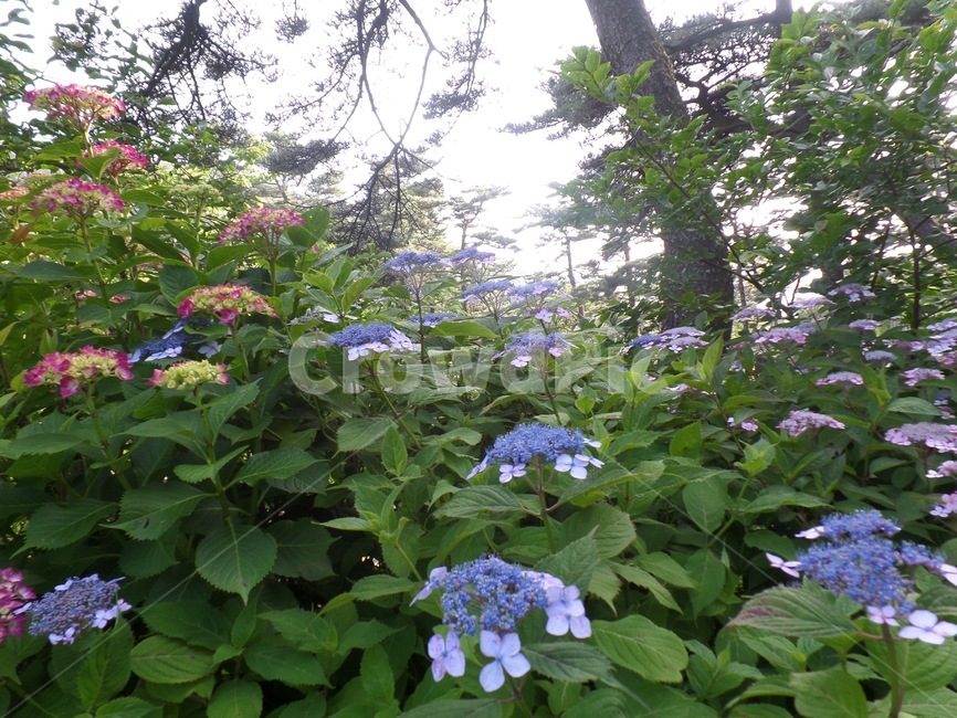 수국,여름꽃,비꽃,부산,태종대