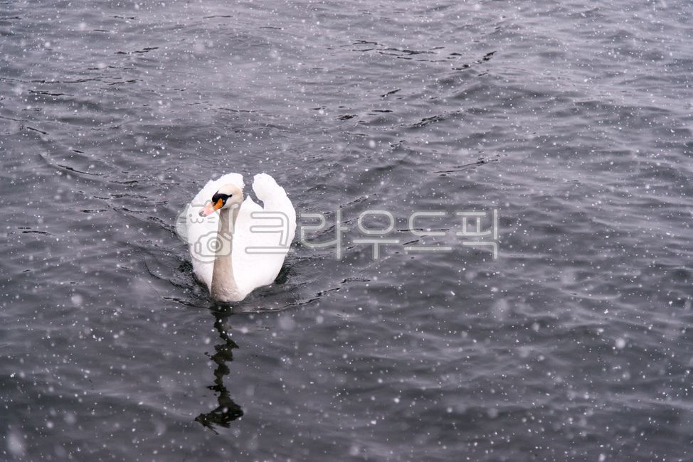 호수,백조,한마리,거위,눈내리는,물,water,lake,고니,bird,새,animal,겨울,계절,winter,season