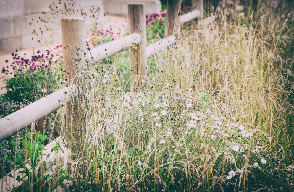 자연,식물,풀,풍경,nature,plant,grass,잔디,계절,seasons,landscape,식물,자연,plants,nature