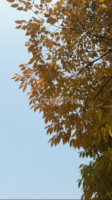 가을,하늘,단풍,아름다움,울긋불긋,가을,계절,fall,autumn,season,leaf,잎,plant,식물,tree,나무