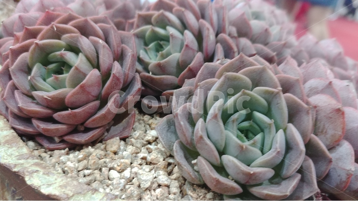선인장,다육식물,식물,plants,다육,식물,자연,plants,nature