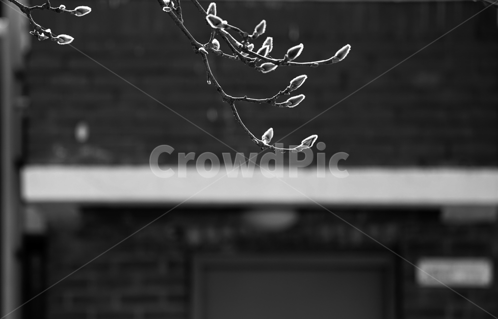 목련,씨방,식물,새싹,겨울,계절,나무,봄,계절,spring,season,식물,자연,plants,nature,꽃,flower,흑백,모노톤,monochrome,black and white