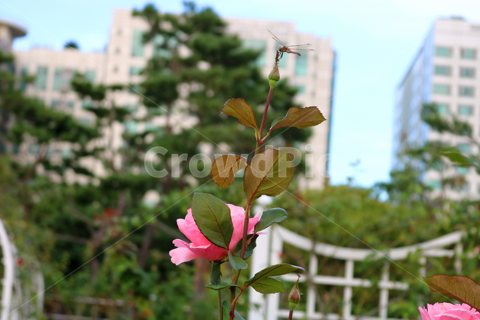 장미,장미꽃,꽃,식물,자연,보니카,꽃밭,분홍꽃,관상용,식물,자연,plants,nature,꽃,flower
