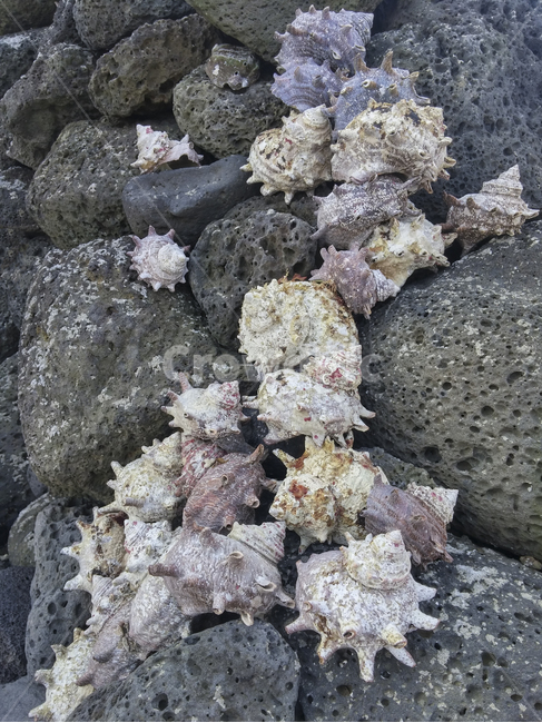 현무암,소라,바위,조개,conch,shell