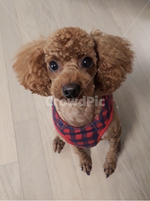 푸들,강아지,멍멍이,똘이,귀여워,동물,animal,포유류,mammal,개,강아지,dog,doggy