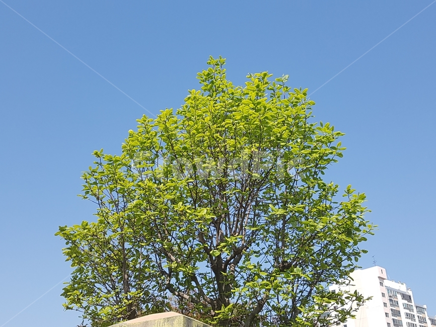 sky,blue sky,tree,green tree,apartment