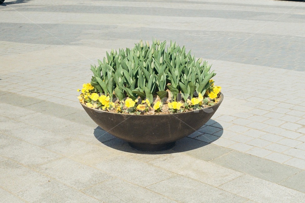선인장,튤립,꽃,화분,필름