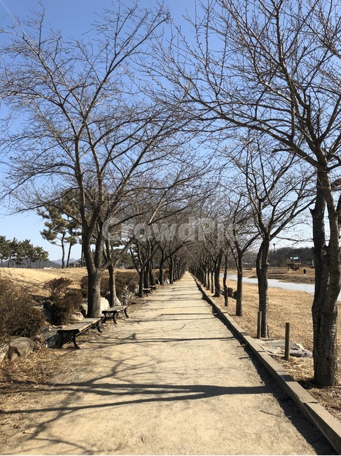 path,통로,tree,나무,plant,식물,공원,겨울,가시나무,자연,풍경,nature,landscape