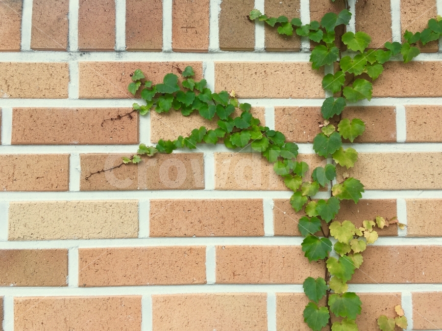 가을,담쟁이,단풍,감성,자연,식물,풍경,식물,자연,plants,nature