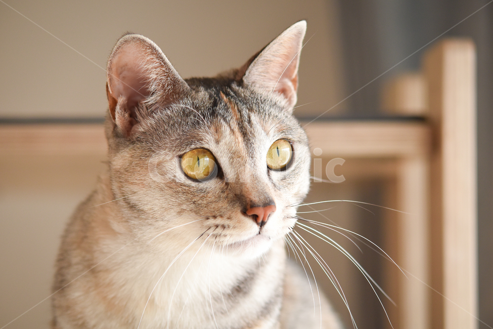 고양이,클로즈업,얼굴,냥이,냥,냐옹,집사,애묘,반려묘,반려동물,애완동물,동물,코리안숏헤어,묘,animal,pet,cat,kitten,baby,cute,동물,animal,포유류,mammal,고양이,cat,kitten,kitty
