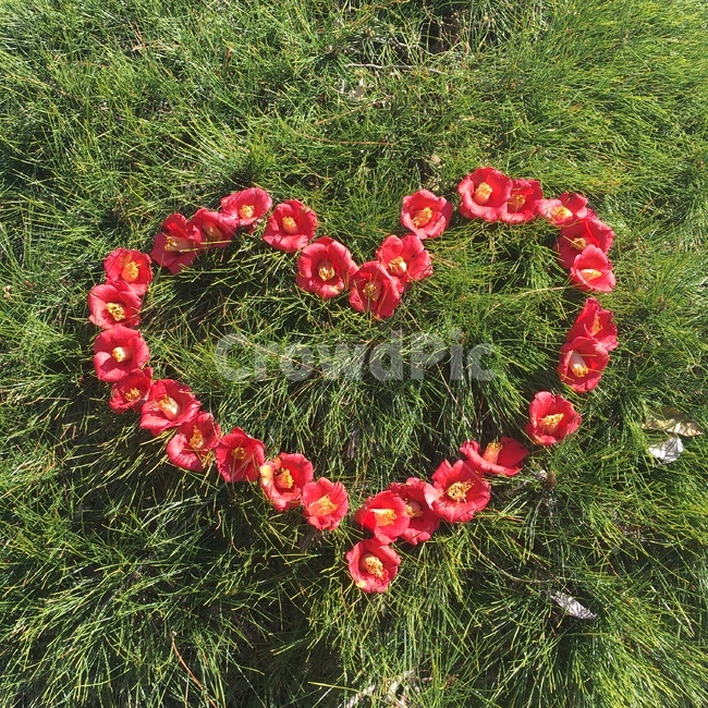 동백꽃,사랑,하트,꽃,flower,식물,자연,plants,nature,꽃,flower,감정표현,기분,feeling,emotion