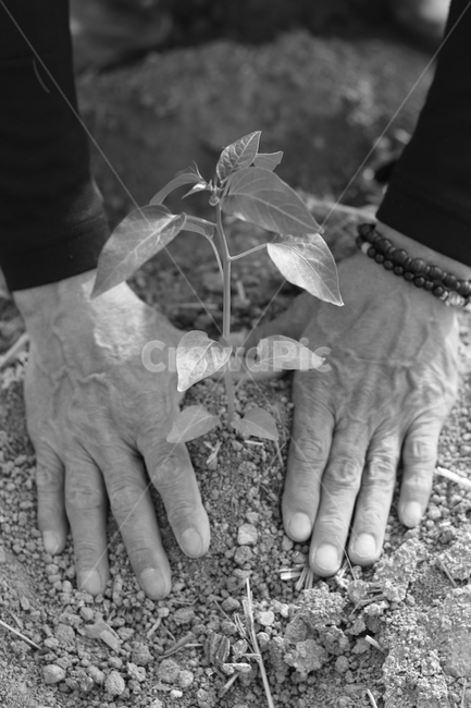father,farming,sweat,soil,Grayscale,hand