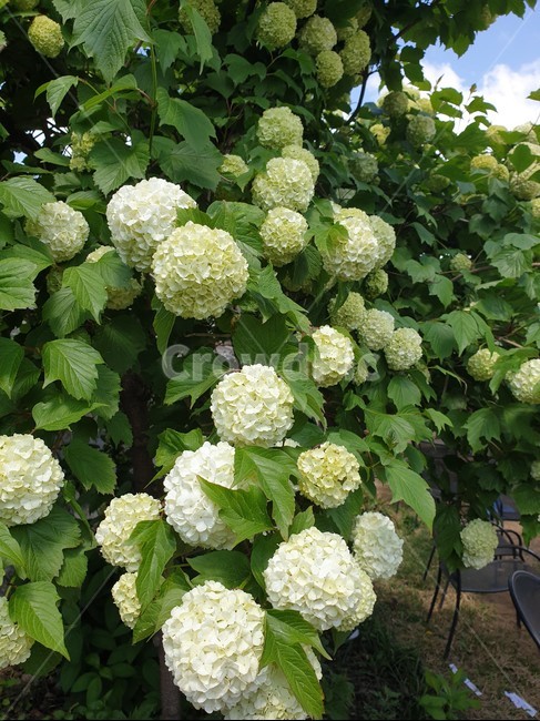 자연,식물,꽃,nature,plant,flower,blossom,한국자연풍경,자연풍경,풍경,배경,힐링,여유,만개,koreanaturelandscape,landscape,feeling,여름,계절,수국,흰수국,hydrangea,꽃송이,식물,자연,plants,nature,꽃,flower