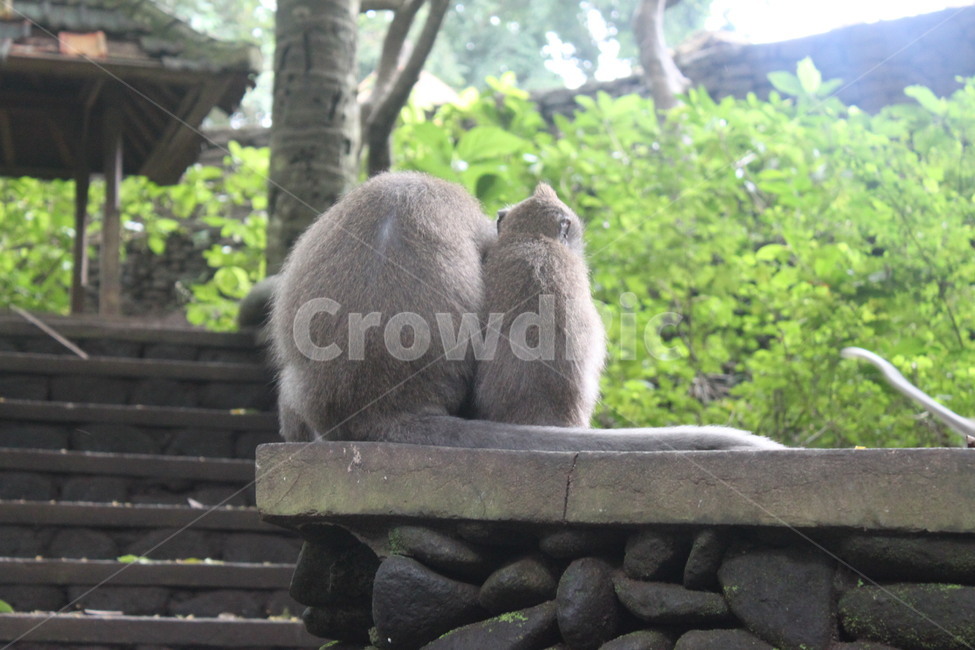 in the woods,stealthily,monkey,turned away,On the stone wall,fought,Chestnuts,swoosh suk suk suk,embarrassing,longtailed monkey,walking path,gray monkey,monkey eating food