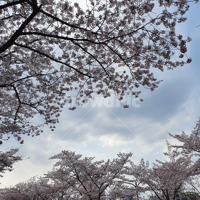 자연,벚꽃,봄,하늘,나무,구름,파랑,핑크,봄,계절,spring,season,plant,식물,flower,꽃,cherry blossom,blossom