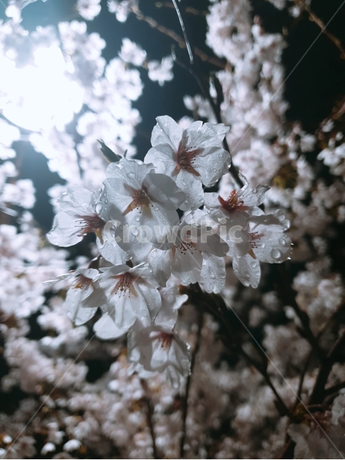 벚꽃,밤벚꽃,봄,벚나무,이슬,봄,계절,spring,season,야경,밤,풍경,nightscape,night,landscape,식물,자연,plants,nature,꽃,flower,plant,blossom,cherry blossom